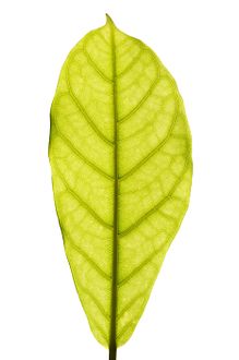 Full leaf