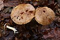 Cortinarius balteatus