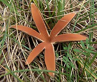 Chorioactis geaster, the sole member of the genus