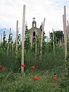 Échalas, colline de l'Hermitage