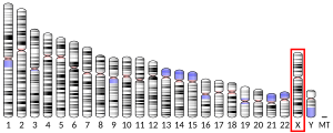 Chromosomate X locatum