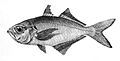 False trevally illustration