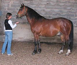 Wielkopolski (type: zwaar warmbloed)