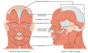 Muscles faciaux.