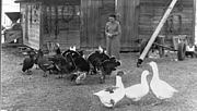 Chicken farm in Picture Butte