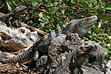 Ctenosaura similis English: Black Iguana Deutsch: Schwarzer Leguan