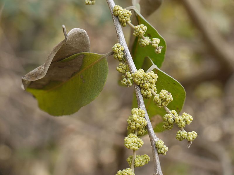 File:Child's Amulet tree (4428811907).jpg