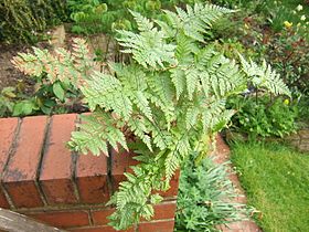 Davallia canariensis (em cultura).