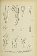 Erythrodes humilis fig. 57