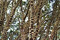 jabuticaba em flor.