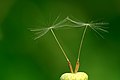 Dandelion seeds