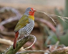 Green-winged Pytilia (Pytilia melba).jpg