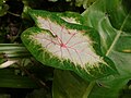 Caladium bicolor.