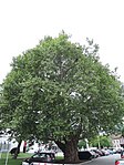 Platane (Platanus x hispanica)