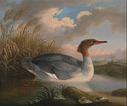 Robert Wilkinson Padley - A Goosander, 1817