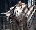 Royal White Bengal tiger