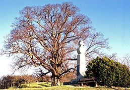 Stapelburg (Nordharz), Linde und Denkmal auf dem Burgberg.jpg