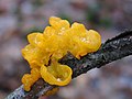 gelatinoso (Tremella mesenterica)