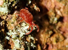 Trombidium holosericeum