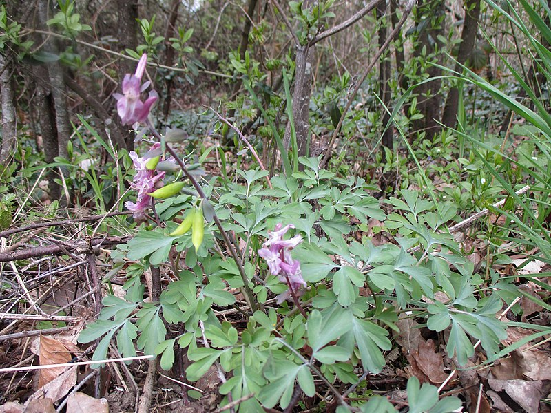 File:20210414Corydalis cava2.jpg