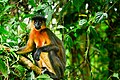 Capped leaf monkeys