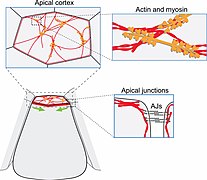 Apical constriction mechanisms. Filamentous actin is represented in red, and myosin in orange..jpg