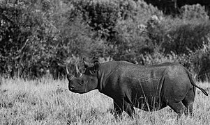 Black rhino maasai marai.jpg