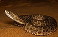 14 Bothrops itapetiningaea uploaded by Miguelrangeljr, nominated by AryKun,  10,  5,  0 Not featured according to re-evaluation after removing sockpuppet vote