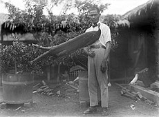 Tamme argusfazant in 1930 op Borneo