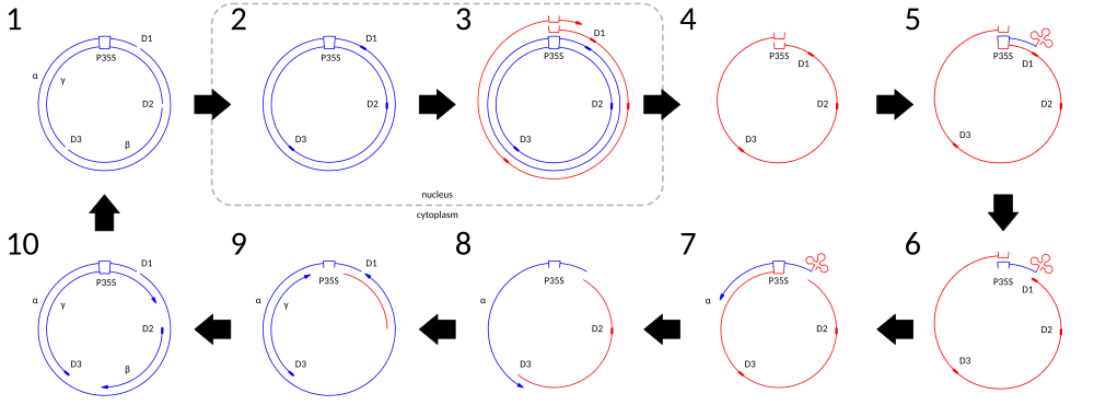 A diagram depicting the steps in the genome replication of Cauliflower Mosaic Virus (CaMV). DNA is depicted in blue and RNA (including the tRNA) is depicted in red See text for more details.