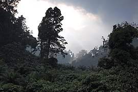 Deep forest wilderness of Khao Lak-Lam Ru National Park, Thailand.jpg