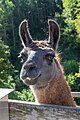 English: Llama Deutsch: Lama