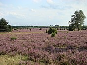 Lüneburg Heath