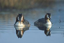 Podiceps cristatus 5 (Marek Szczepanek).jpg