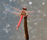 Sympetrum fonscolombii – Männchen