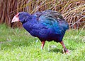 Takahē