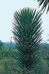 Yucca avec filaments blancs très visibles, d'où son nom de Yucca filifera.