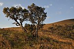 Nyika-Nationalpark