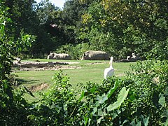 Rhinoceros exhibit