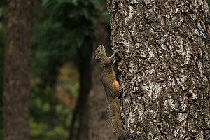 Orange bellied Himalayan squirrel, Panauti, Nepal