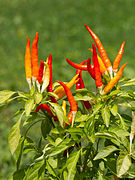 Capsicum annuum – Fruit.