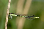 Coenagrion hastulatum – Weibchen