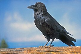 Corvus (Corbeaux) : Corvus corax