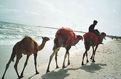 Dromadaires sur une plage de Djerba