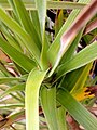 Leaves and stem of Dracophyllum cockayneanum