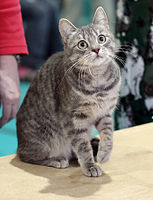 Blue mackerel tabby female