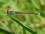 Ischnura elegans – Männchen