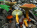 Lactarius volemus