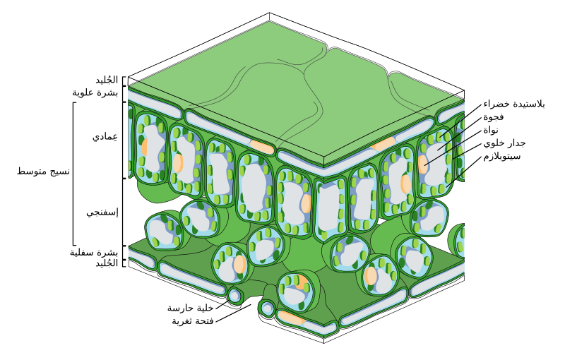 File:Leaf Tissue Structure ar.svg