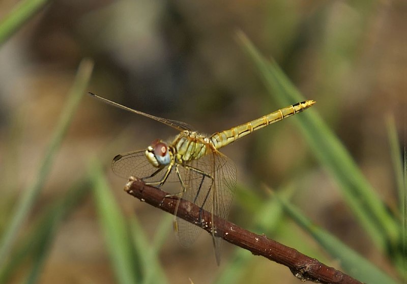 File:Libelula en amarillo 01 (1244058908).jpg